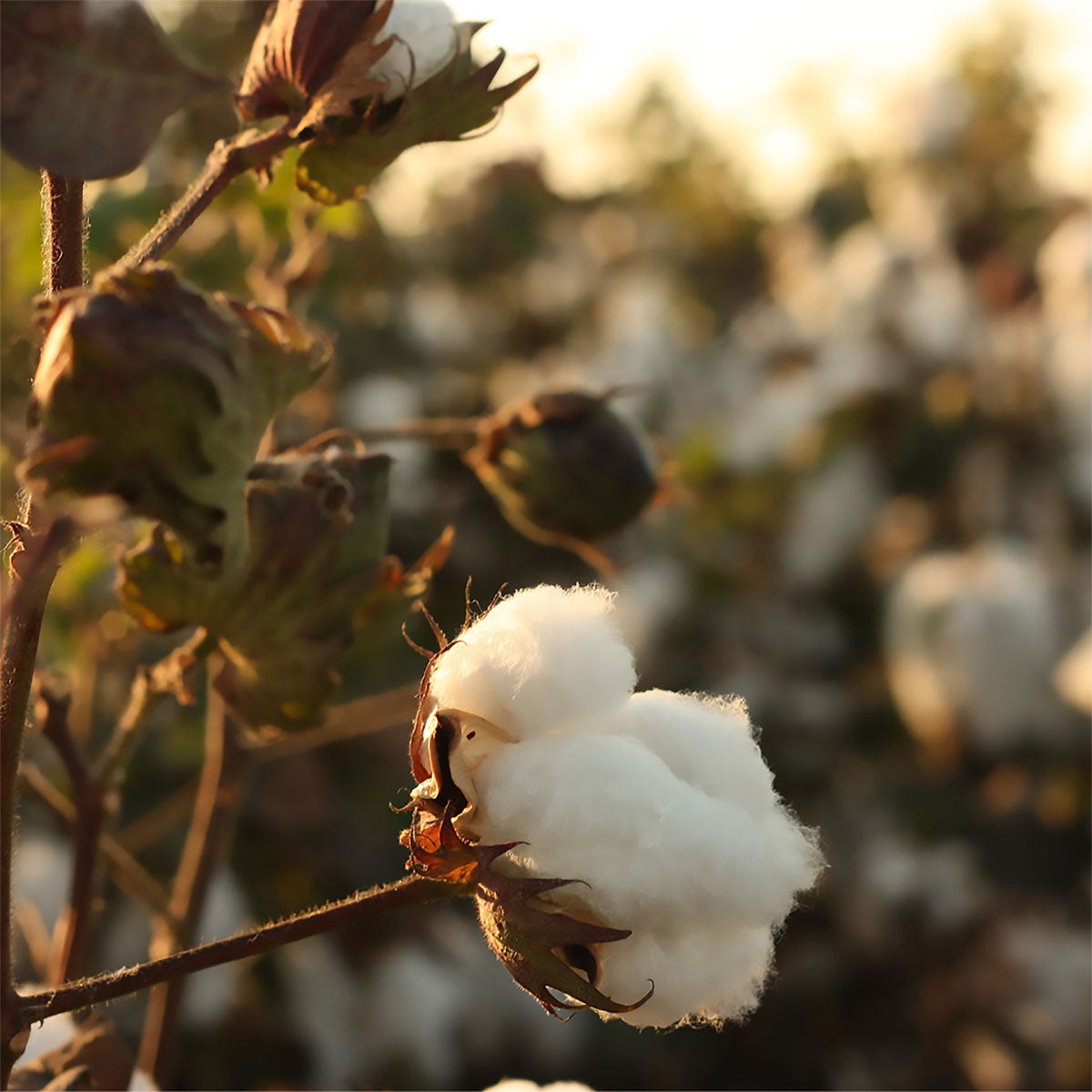 Close-up of a organic pima cotton boll 